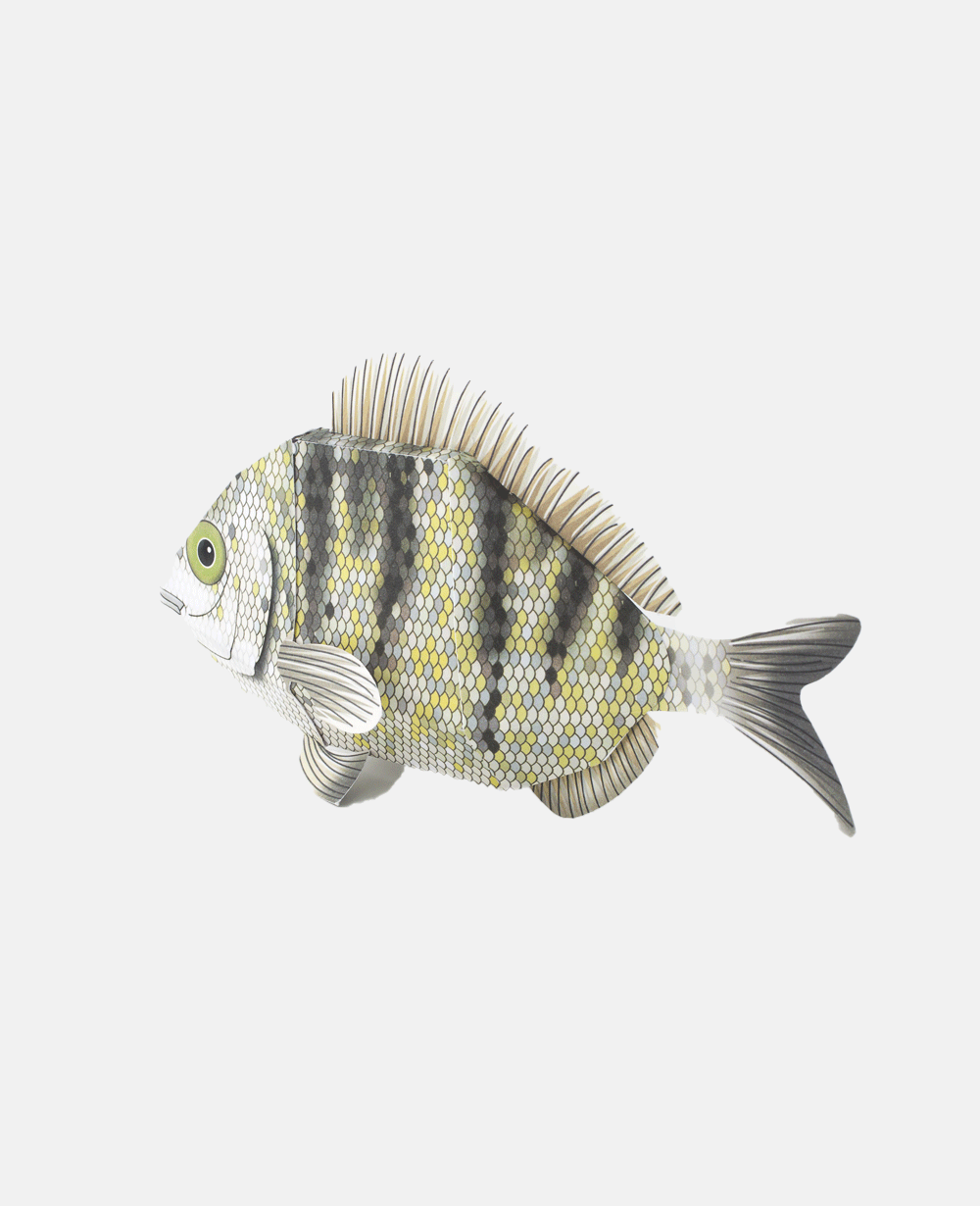PAPER MODEL "FISH OF THE MEDITERRANEAN”