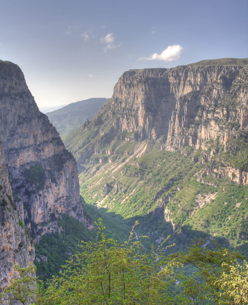 ORGANIC WILD MOUNTAIN TEA