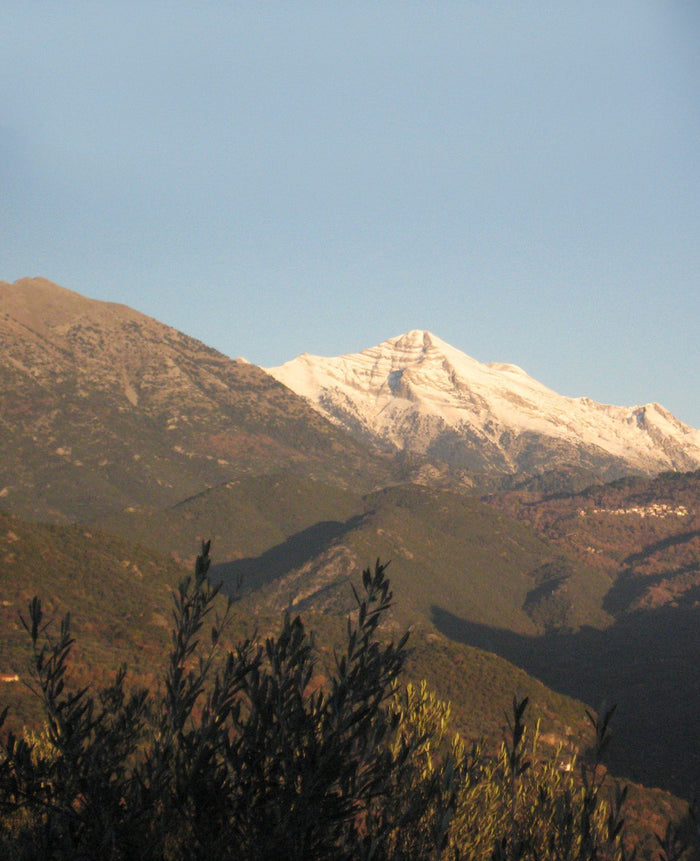 GREEK MOUNTAIN TEA